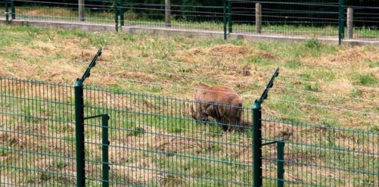 Denuncian a la Fiscalía el manejo de los fondos públicos por la Fundación Oso