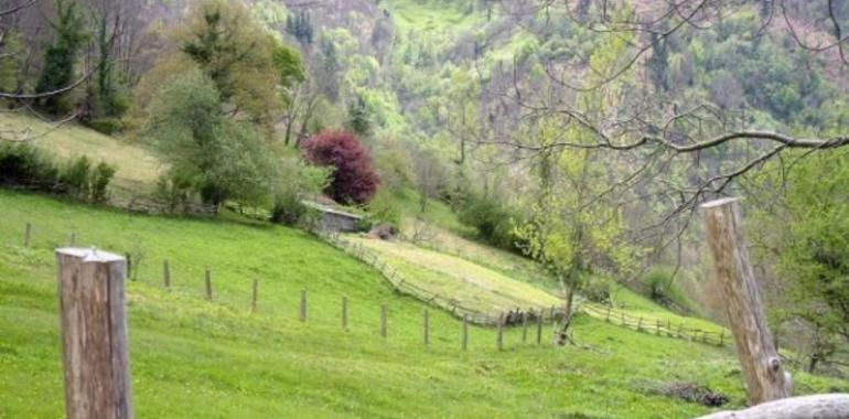 Curso de poda en verde de manzanos en San Martín