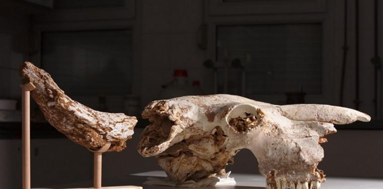 Recuperado en Ribadesella un cráneo casi completo de bisonte estepario