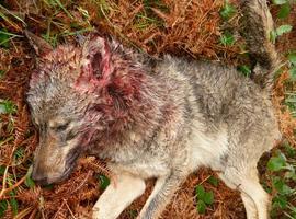 Cualquier cazador podrá abatir un lobo en Asturias, yendo a otro animal, si hay cupo