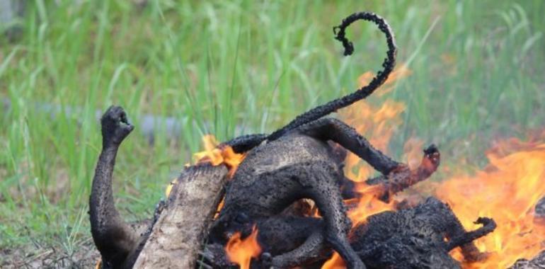 Alarma en Guinea por la caza y consumo local de monos y gorilas, en peligro de extinción