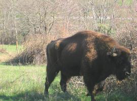 Se busca nombre para bisonte europeo y yegua Przewalski teverganos