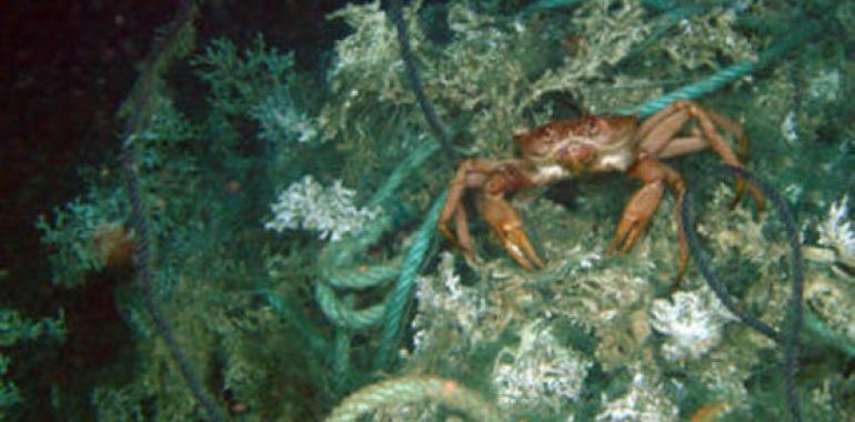 Un nuevo tanque expondrá los fondos marinos contaminados en el Acuario