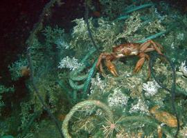 Un nuevo tanque expondrá los fondos marinos contaminados en el Acuario