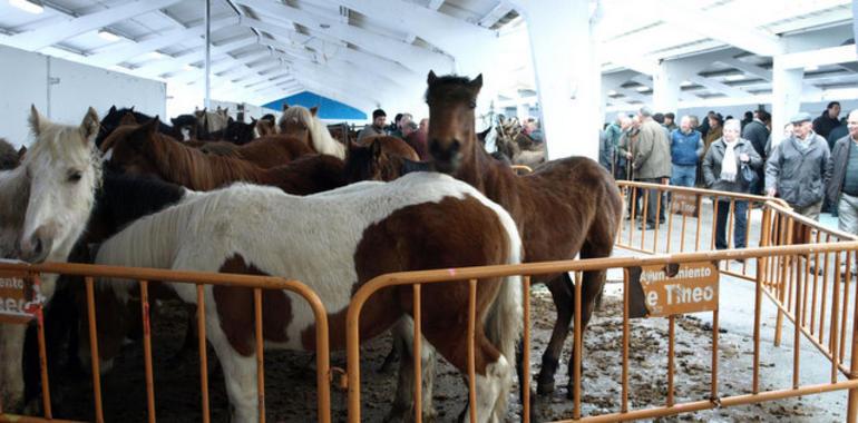 Tineo: La Feria de San José llena el recinto ferial de Santa Teresa