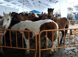 Tineo: La Feria de San José llena el recinto ferial de Santa Teresa