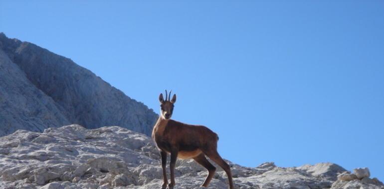 Asturias aporta 3.000 Has más de las Peñamelleras al Parque Nacional de Picos