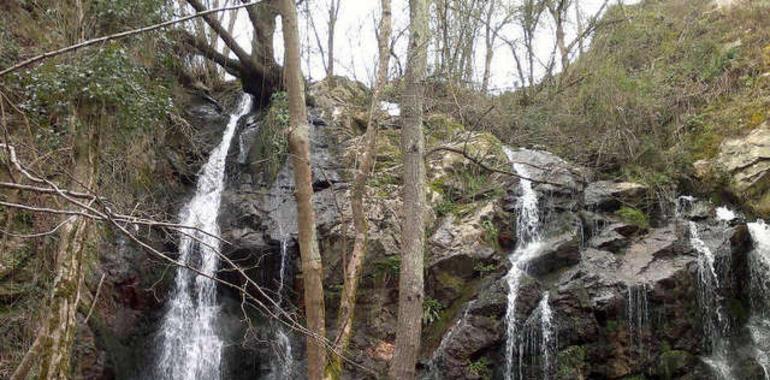 El bosque protege tu agua: Sálvalo