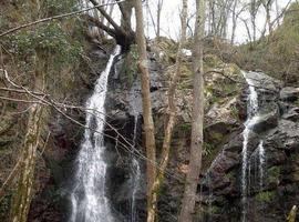 El bosque protege tu agua: Sálvalo