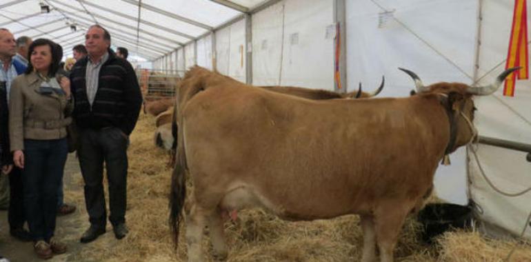 La cabaña ganadera asturiana mantiene un notable en salud