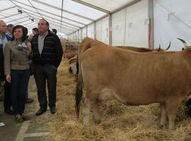 La cabaña ganadera asturiana mantiene un notable en salud