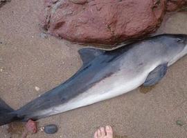 La marsopa varada en el Arenal de Morís pudo ser estabilizada y liberada en Gijón