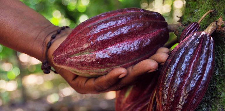 #Chocolate:De la mata a la taza