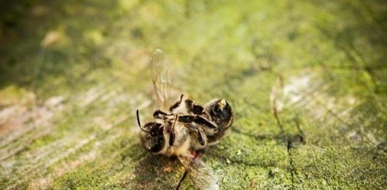 ¿Por qué necesitamos a las abejas