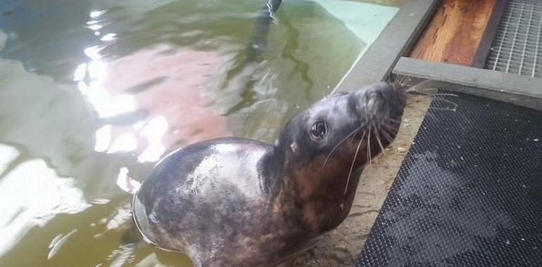 Mateo, una de las focas rescatadas por el CEPESMA de la dura invernada, volverá a la mar