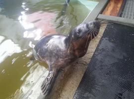 Mateo, una de las focas rescatadas por el CEPESMA de la dura invernada, volverá a la mar