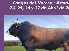 Cangas acoge el Concurso Subasta Nacional de raza Asturiana de los Valles