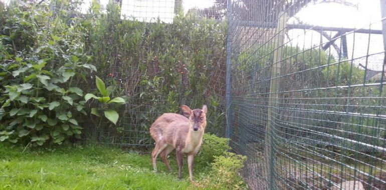 El primer Muntaj que visita Asturias se hospeda en el Zoo de Oviedo