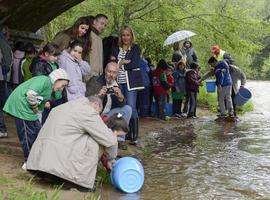 Sueltan 6.600 alevines de trucha en el río Miera a su paso por Liérganes