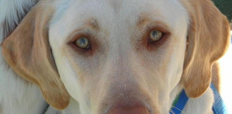 Denuncia a sus vecinos por matar a su cachorro labrador arrojándolo por una ventana