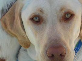 Denuncia a sus vecinos por matar a su cachorro labrador arrojándolo por una ventana