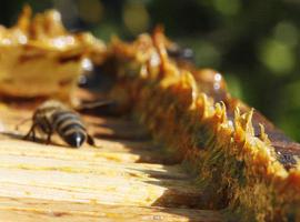 Sorprendente video sobre la amenaza de exterminio para las abejas