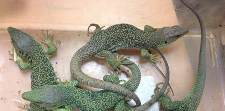 Guardia Civil requisa reptiles y especies exóticas en un control en Pola de Lena