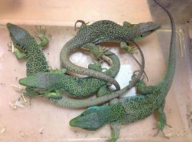 Guardia Civil requisa reptiles y especies exóticas en un control en Pola de Lena