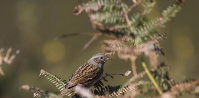 Taller de iniciación de “Ornitología y observación de aves” en Llanes