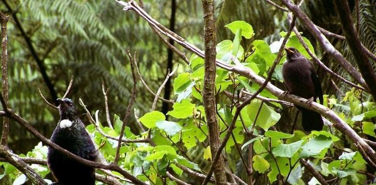 Científicos asturianos descubren benéficos efectos de las malvadas especies invasoras