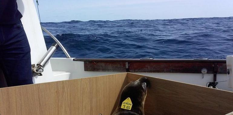 Mateo, la última foquina rescatada del temporal en Asturias, torna a la mar