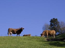 Consejería actualiza las superficies de los montes de utilidad pública de cara a la PAC