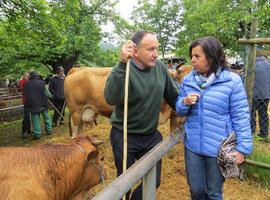 La consejera  confirma el trabajo previo a la PAC en la feriona de Corao