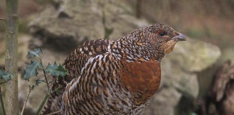 Cómo ayudar a conservar el urogallo cantábrico