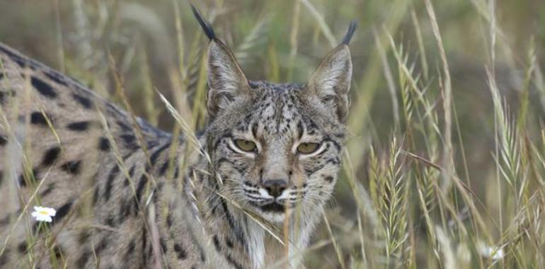 Muere otra hembra de lince atropellada en una carretera