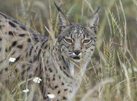 Muere otra hembra de lince atropellada en una carretera