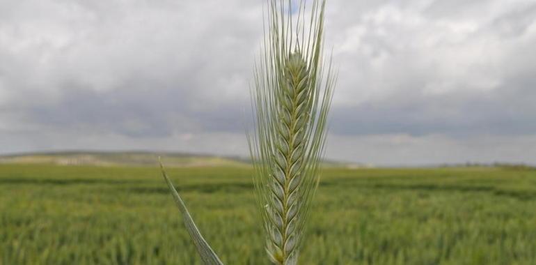 #Tritordeum: El primer cereal híbrido para alimentación humana desde hace 10.000 años