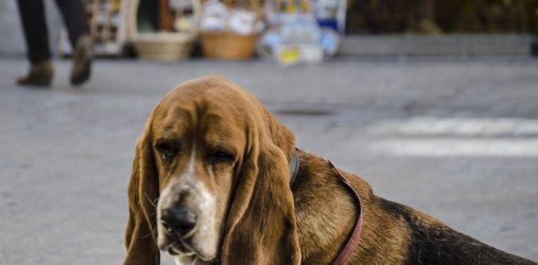 Los perros de Laviana tendrán su propio parque