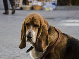 Los perros de Laviana tendrán su propio parque