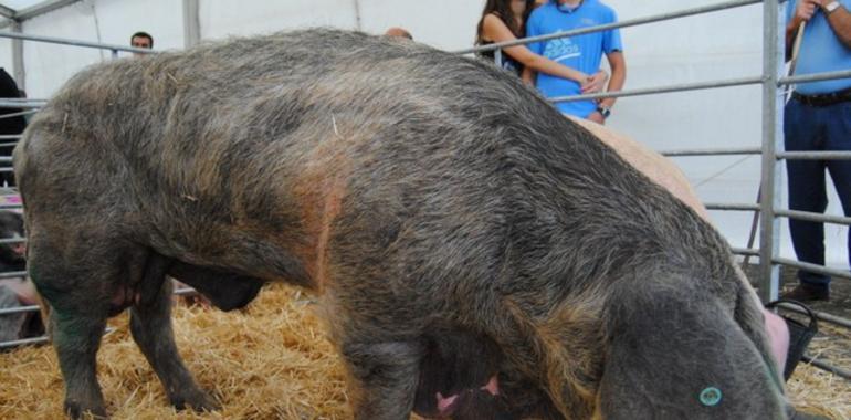 Granda organiza la I Muestra de Razas Autóctonas Asturianas  en Las Regueras