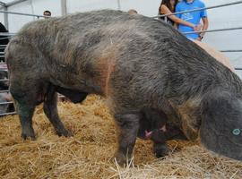 Granda organiza la I Muestra de Razas Autóctonas Asturianas  en Las Regueras