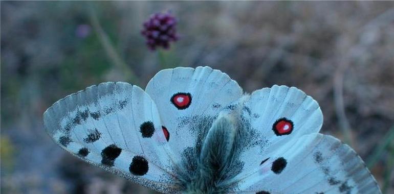 Aragón pide colaboración en una campaña de avistamiento de la mariposa apolo