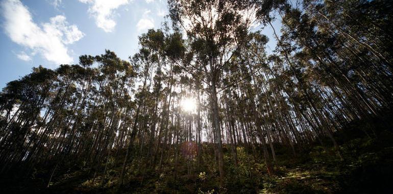 Ence para este lunes su fábrica en Navia "para recuperar la competitividad"