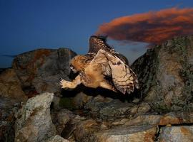 El fascinante universo de las rapaces nocturnas en el Botánico de Gijón