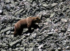 Descartan cebos envenenados en la muerte de otro oso en Villablino, León