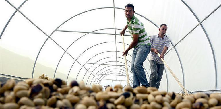 En San José de las Matas tienen buen café