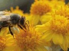 Tu firma puede salvar a las abejas... y ellas a nosotros