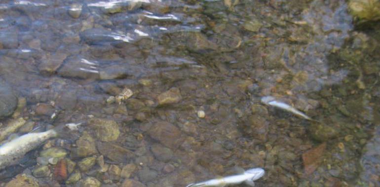 Denuncian una nueva mortandad de peces en el río Nora posiblemente por vertidos industriales