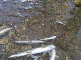 Denuncian una nueva mortandad de peces en el río Nora posiblemente por vertidos industriales