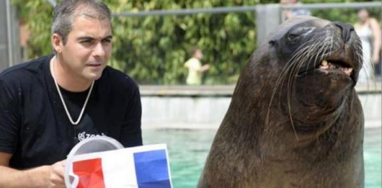 León marino de zoológico augura triunfo de selección francesa frente a Ecuador  